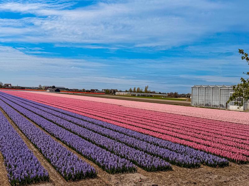 Flower fields around Lisse